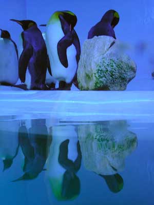 thumb-pinguin_reflektion.jpg
