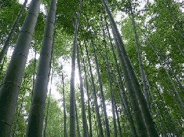 bambus.jpg (41.55 KiB) 7910 mal betrachtet bambus.jpg