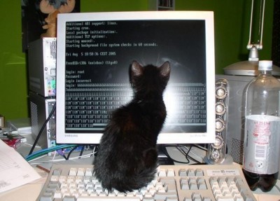 PC-Katze_04.jpg