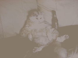 Katze.jpg (45.33 KiB) 7749 mal betrachtet Katze.jpg