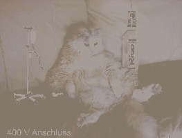 alkkatzi.jpg (38.79 KiB) 7965 mal betrachtet Stromkatzi ;)