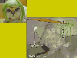 Alkikatz003.jpg (30.1 KiB) 7963 mal betrachtet Rettung, die dritte